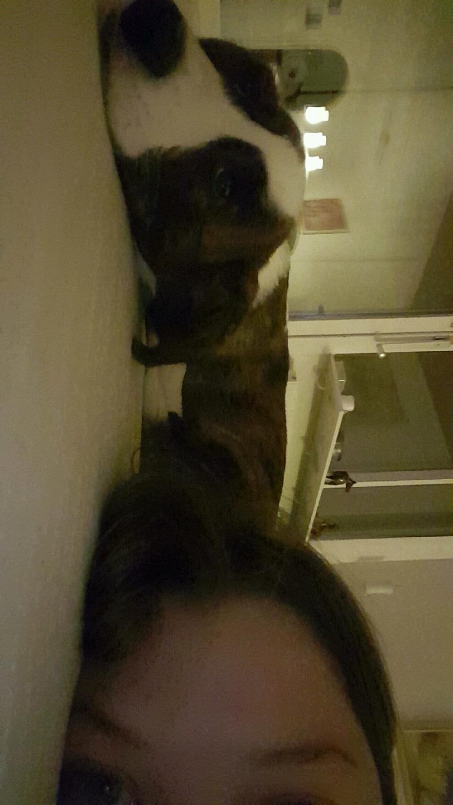 Welsh corgi cardigan Albert billede 10