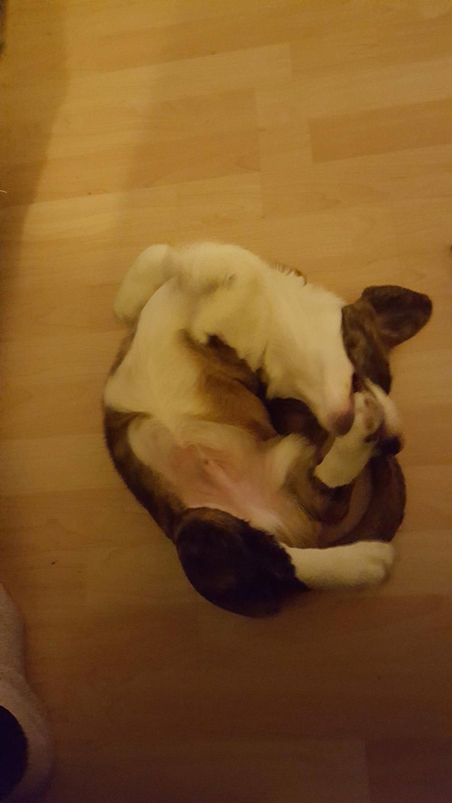 Welsh corgi cardigan Albert billede 11