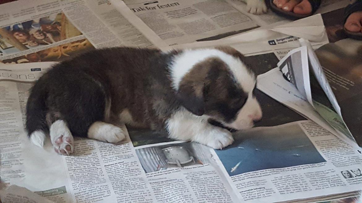 Welsh corgi cardigan Albert billede 13