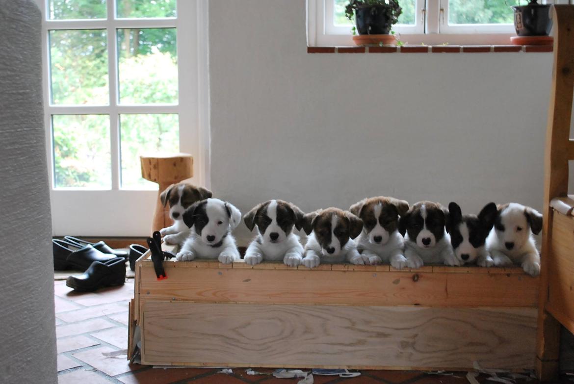 Welsh corgi cardigan Albert billede 14