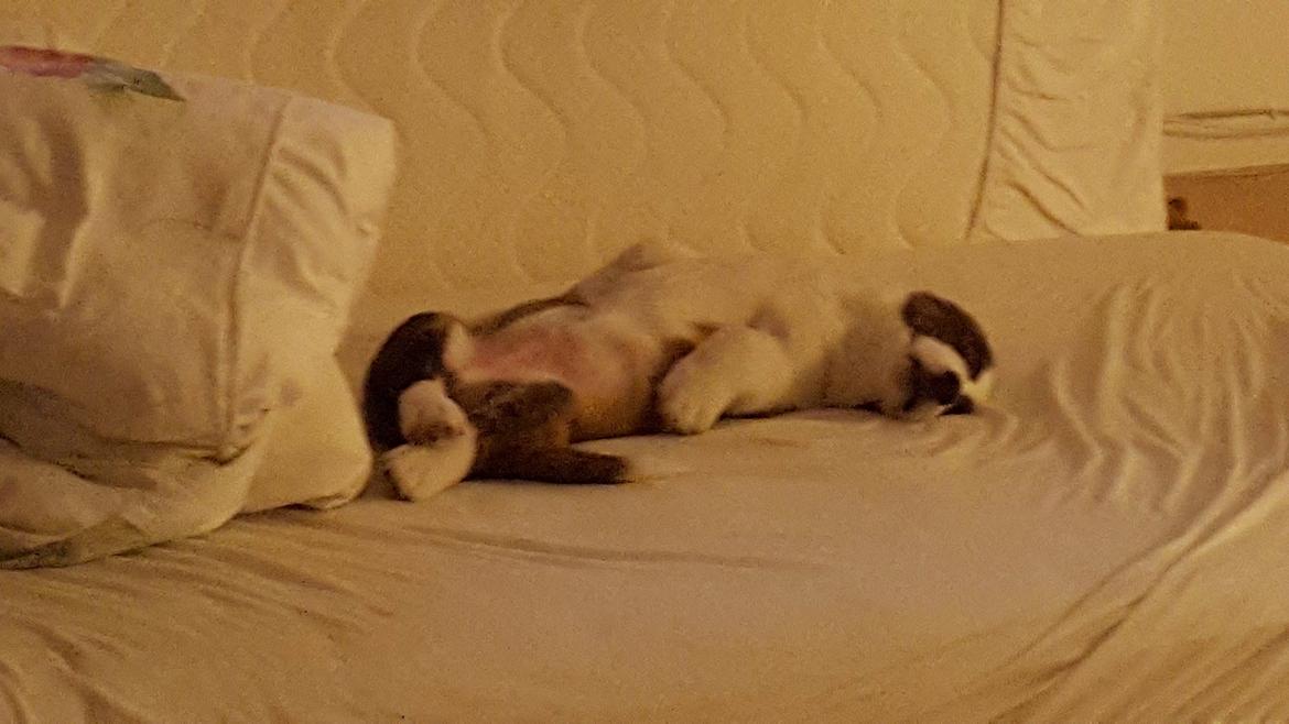 Welsh corgi cardigan Albert billede 12