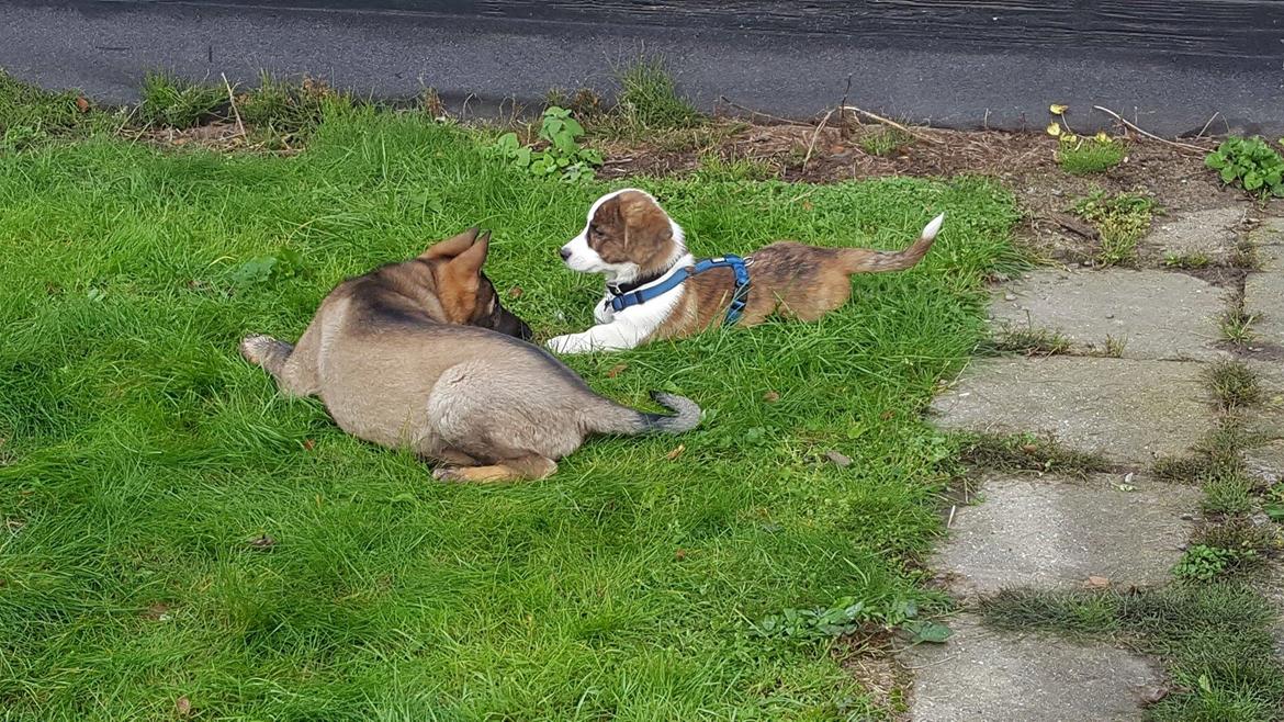 Welsh corgi cardigan Albert billede 15