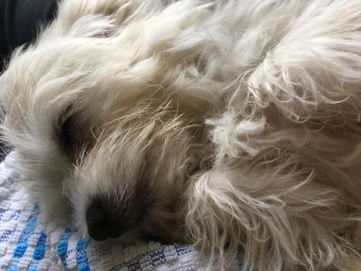 Malteser Freja billede 5