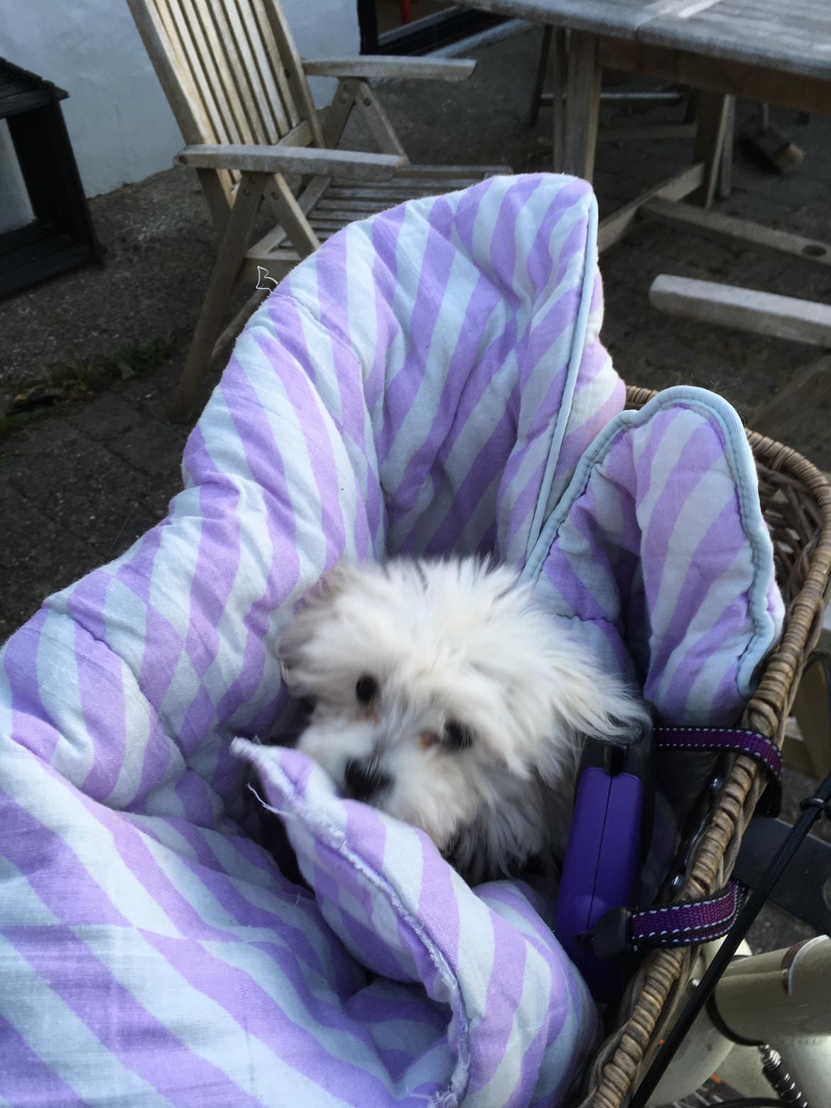 Malteser Freja billede 11