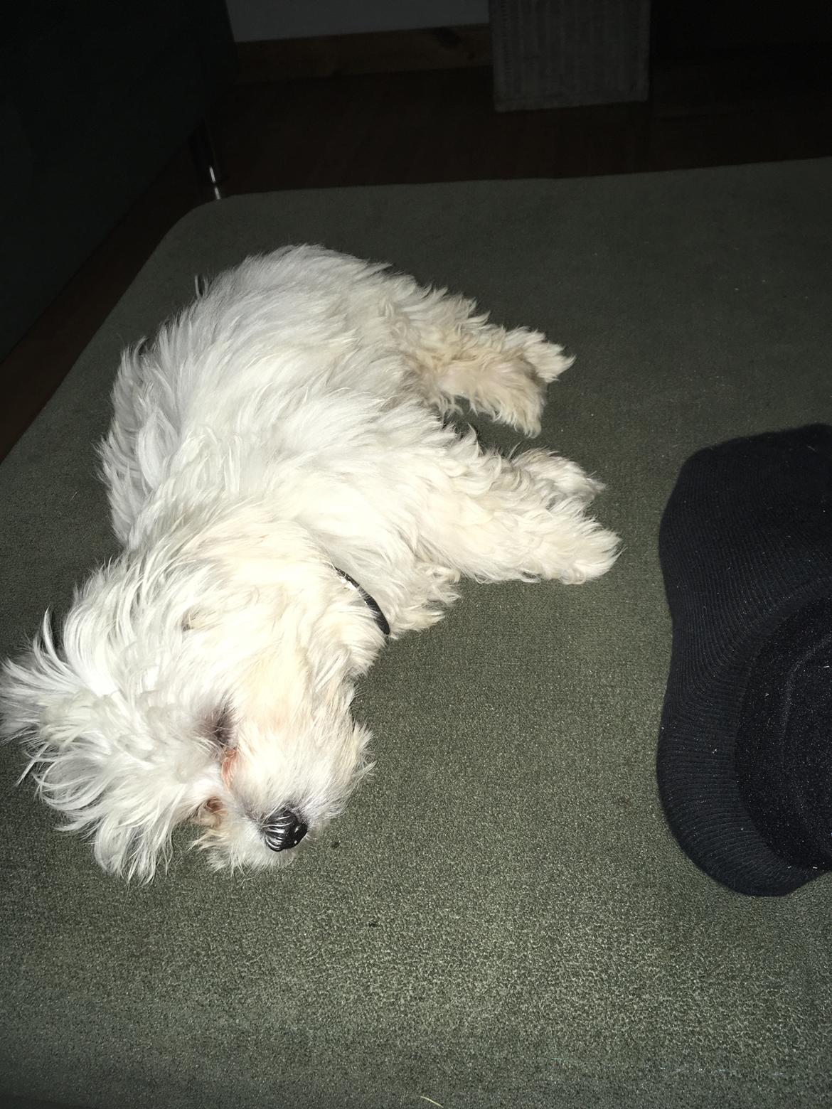 Malteser Freja billede 12