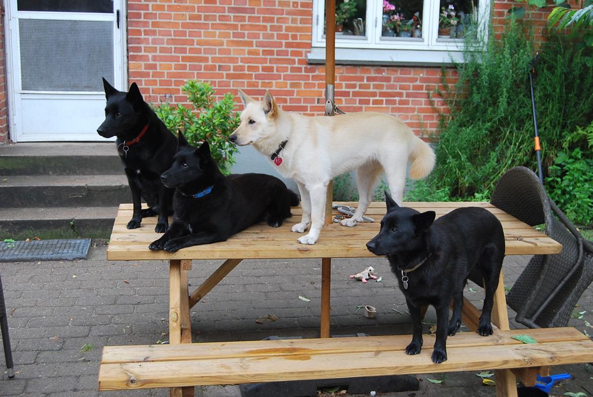 Sort spids Dina billede 4