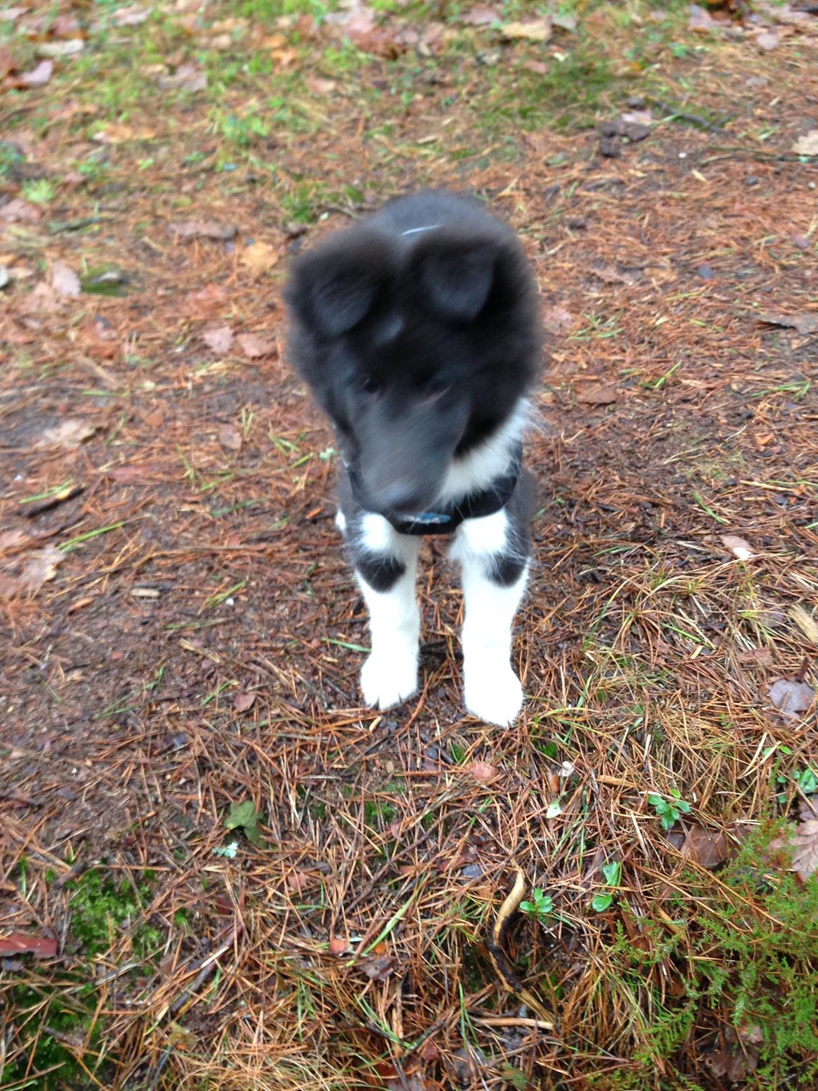 Shetland sheepdog Shenaja amarican dallas (Lucky) billede 7