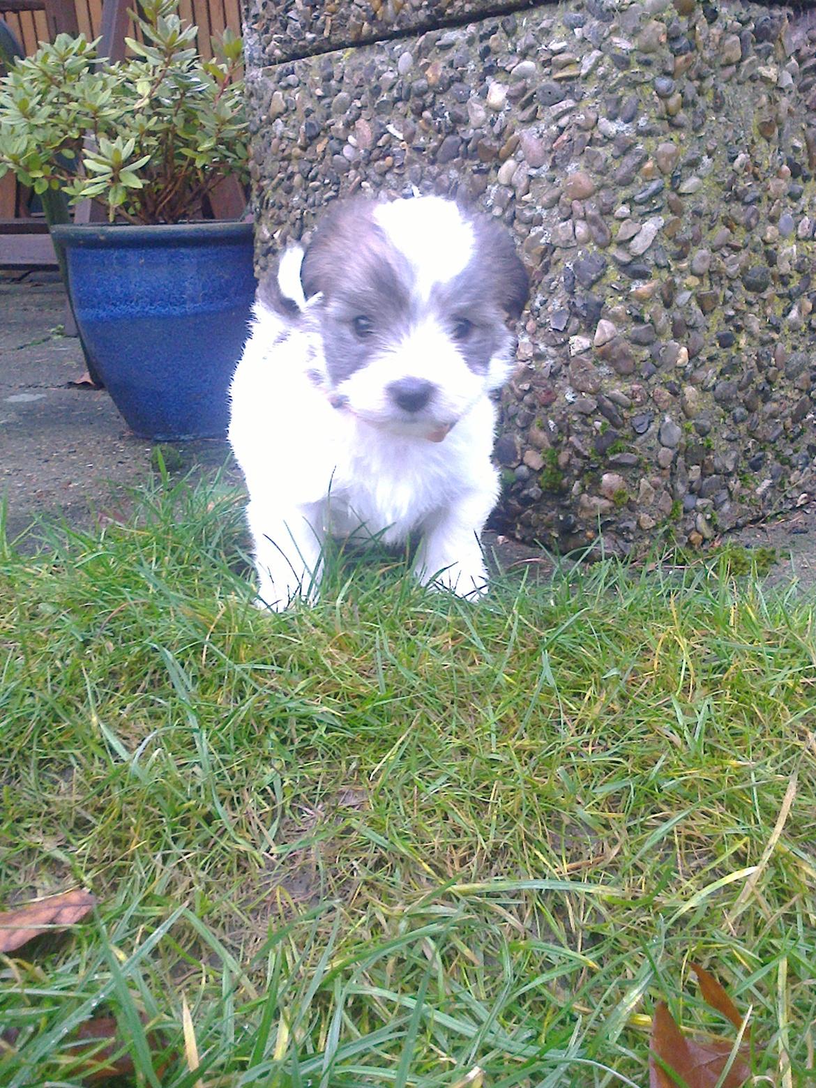 Coton de tulear King billede 42