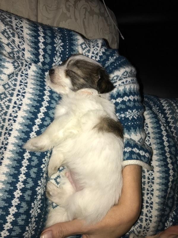 Coton de tulear King billede 43