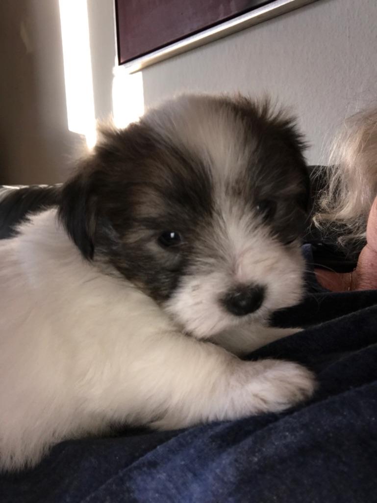 Coton de tulear King billede 41
