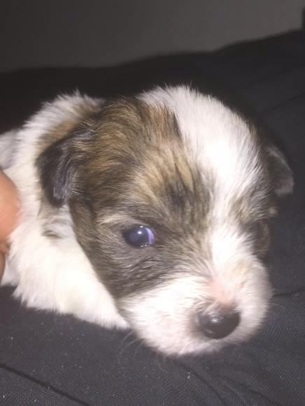 Coton de tulear King billede 47