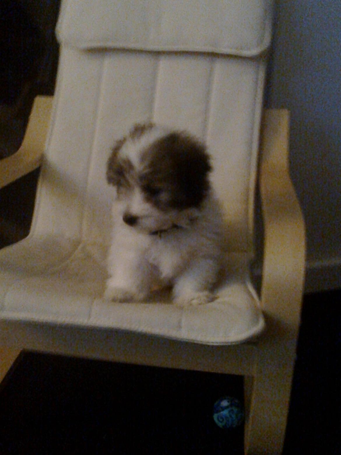 Coton de tulear King billede 40
