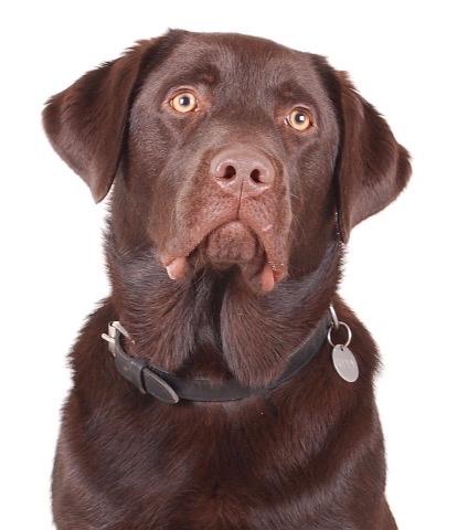 Labrador retriever Buddy billede 1