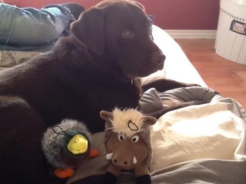 Labrador retriever Buddy billede 2