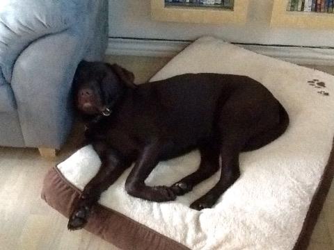 Labrador retriever Buddy billede 3