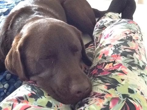 Labrador retriever Buddy billede 4