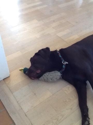 Labrador retriever Buddy billede 5