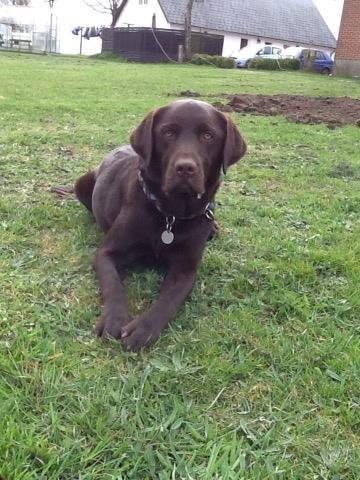 Labrador retriever Buddy billede 6