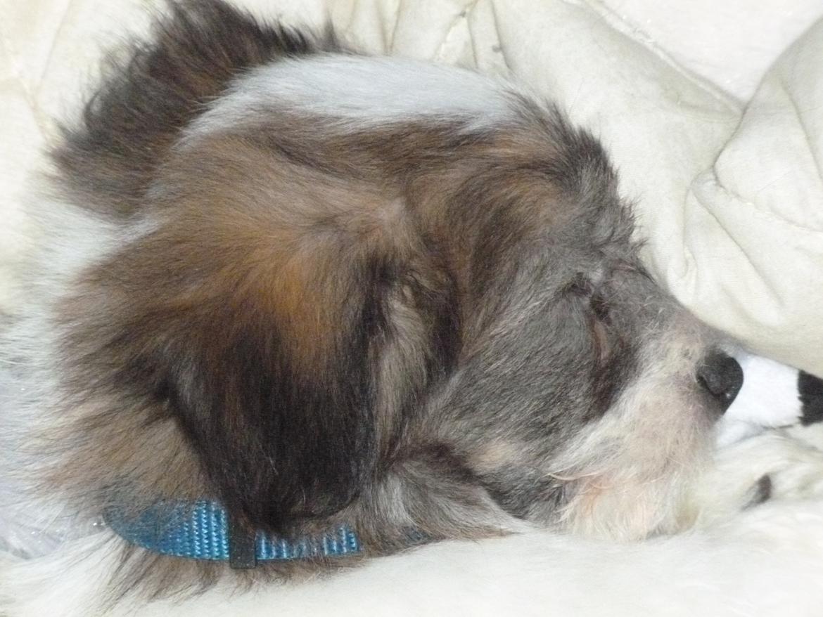 Coton de tulear King billede 39