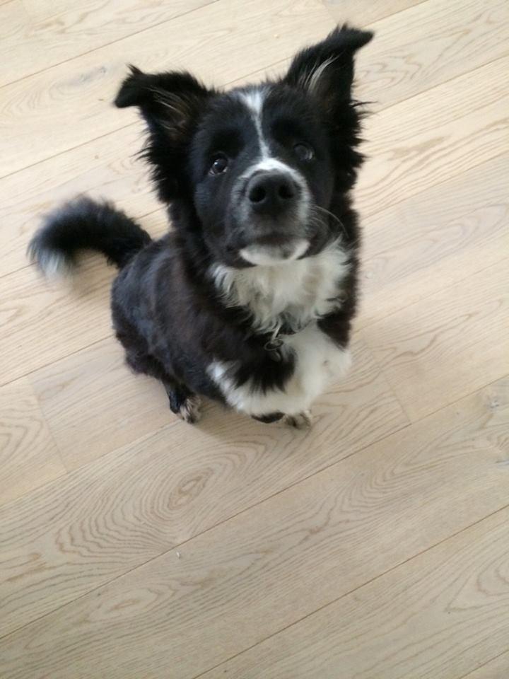 Blanding af racer Abby  billede 1