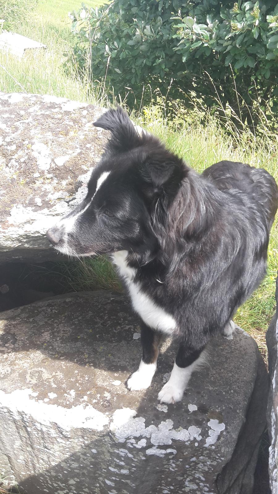 Blanding af racer Abby  billede 18