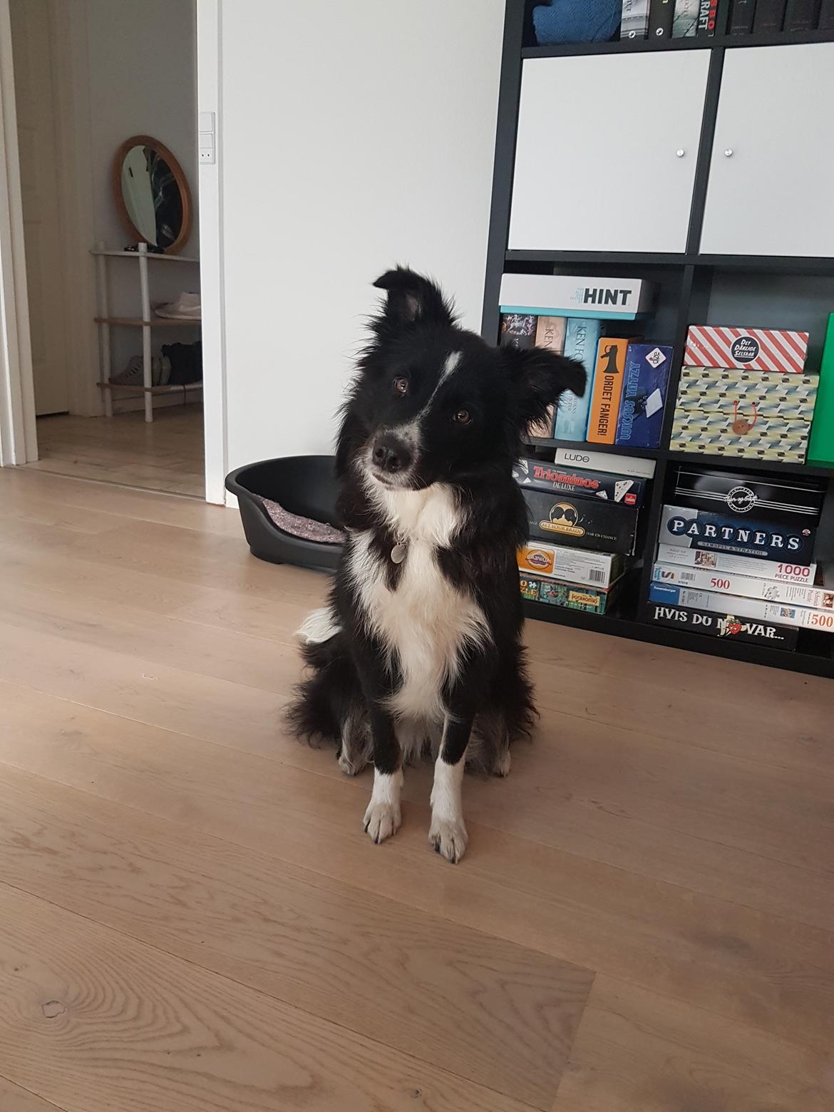 Blanding af racer Abby  billede 19