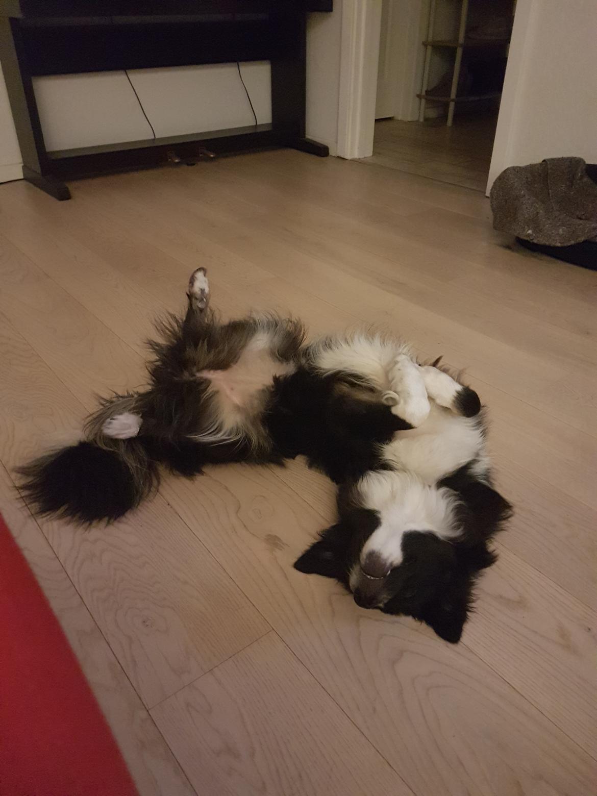 Blanding af racer Abby  billede 20