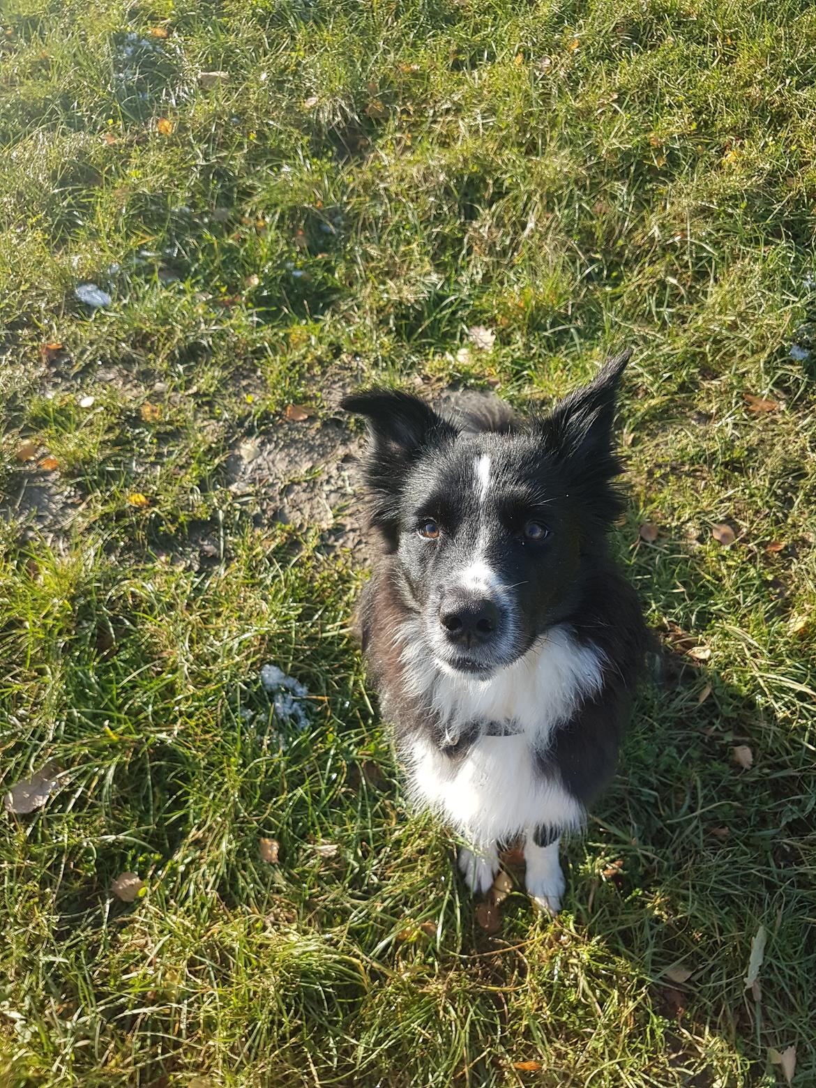 Blanding af racer Abby  billede 21