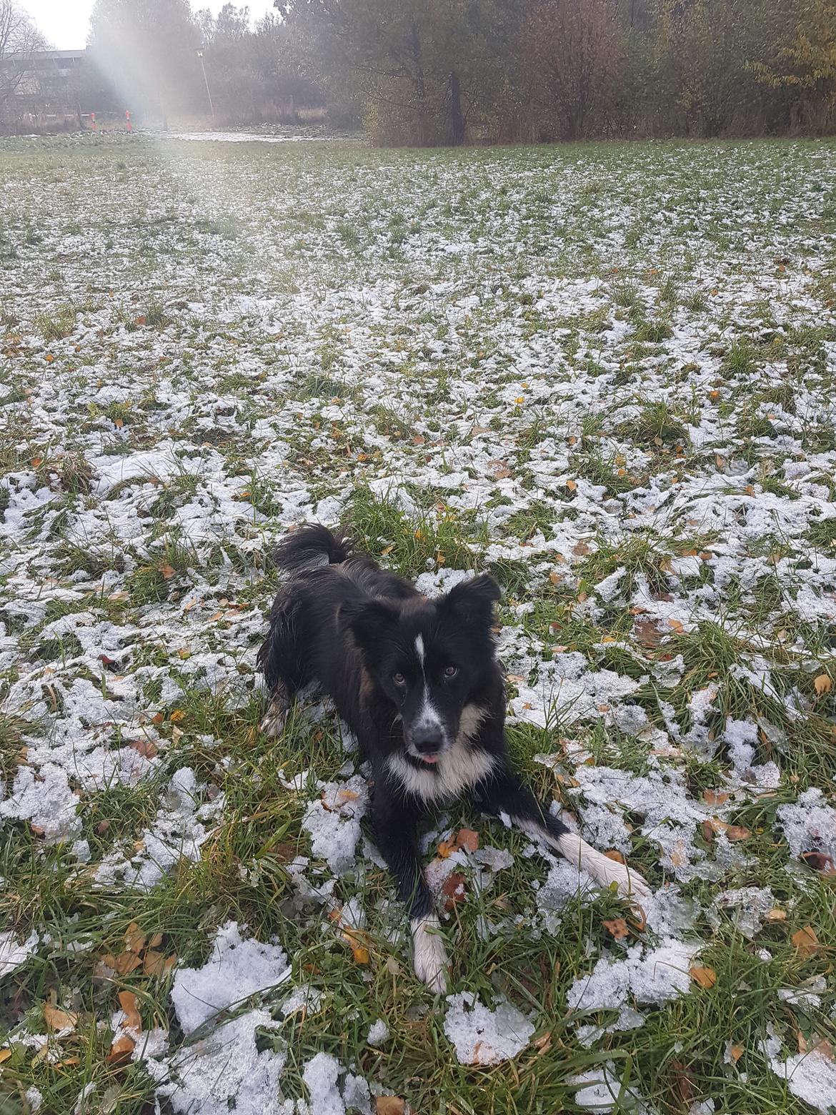 Blanding af racer Abby  billede 22