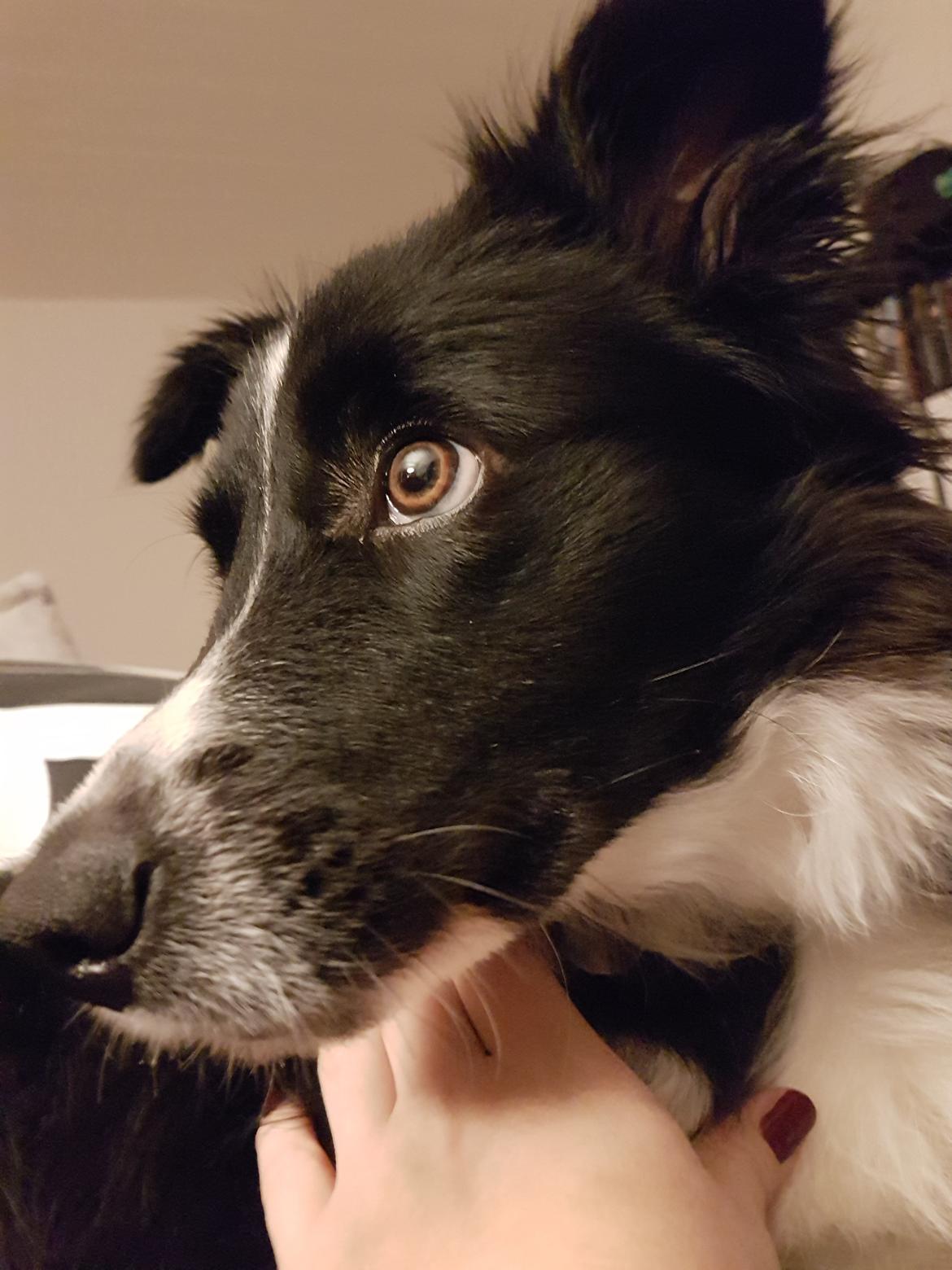 Blanding af racer Abby  billede 23