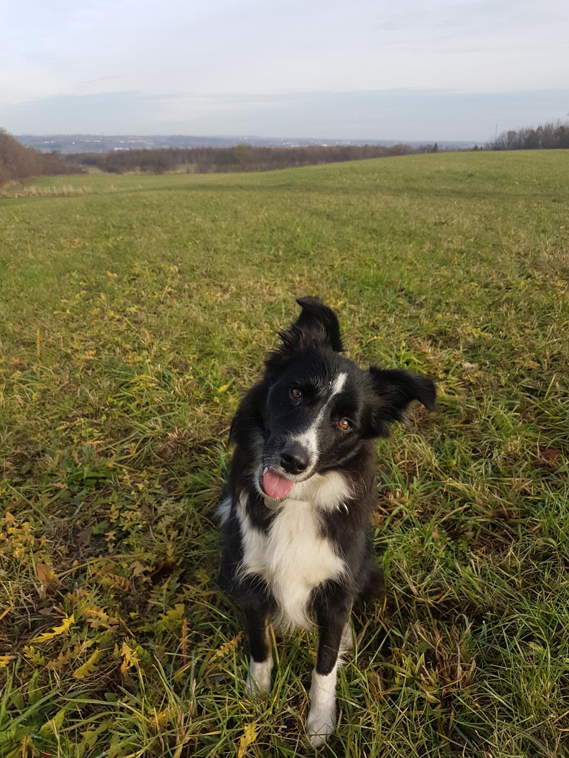 Blanding af racer Abby  billede 25