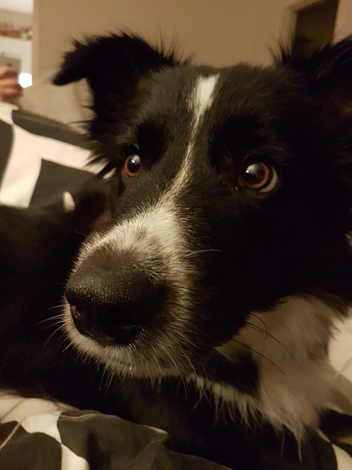 Blanding af racer Abby  billede 24