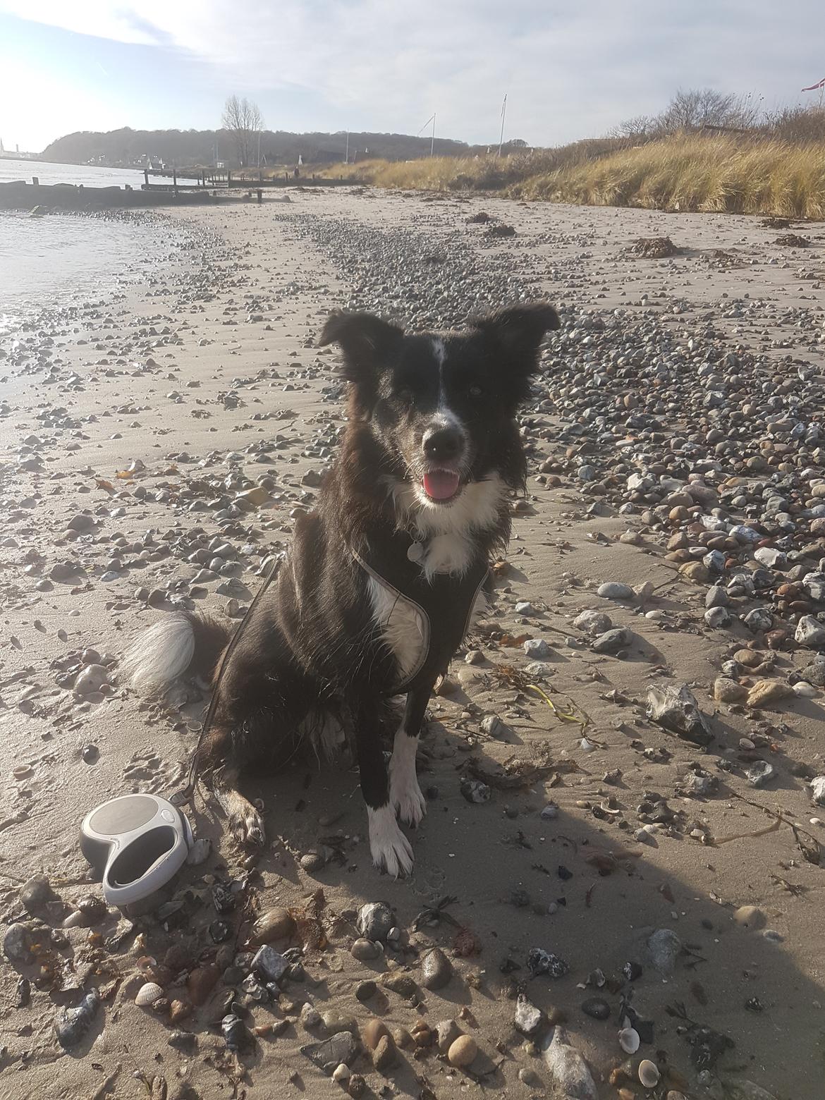 Blanding af racer Abby  billede 26