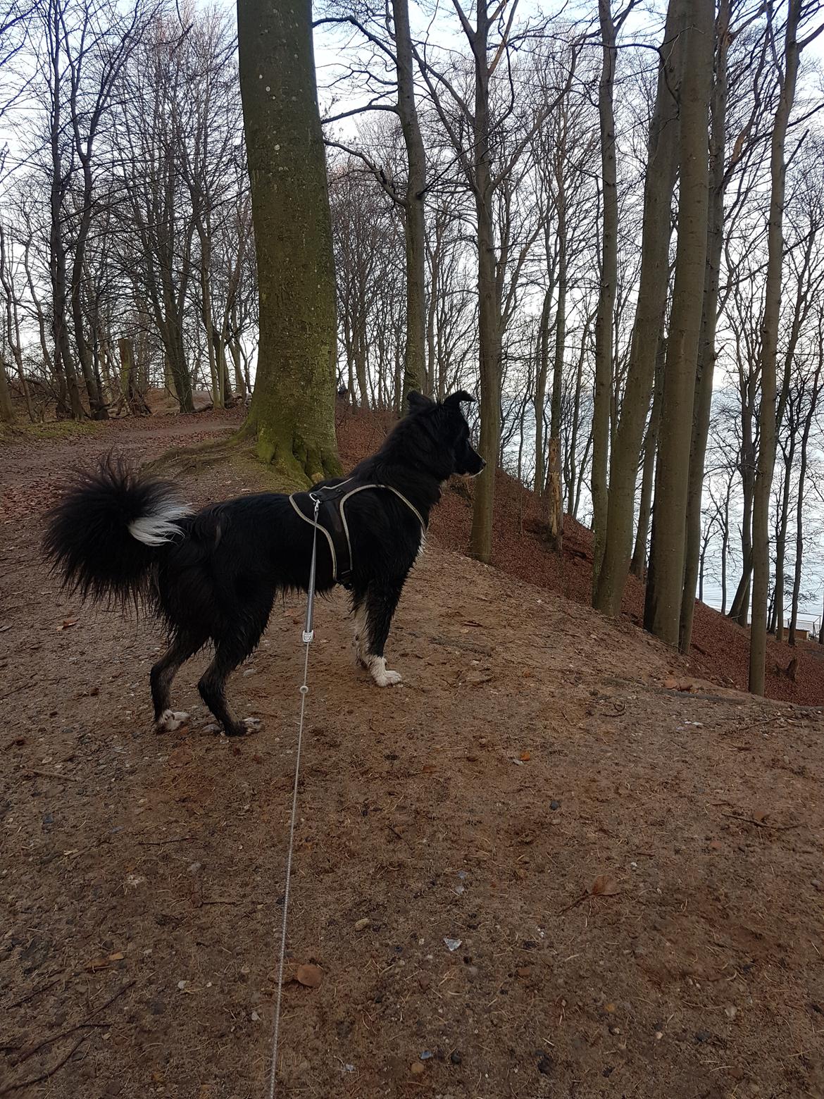 Blanding af racer Abby  billede 27