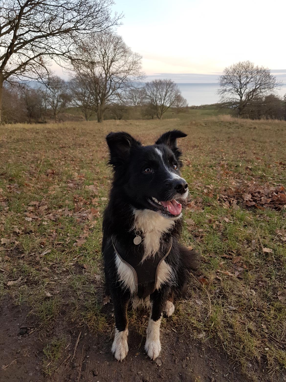 Blanding af racer Abby  billede 28