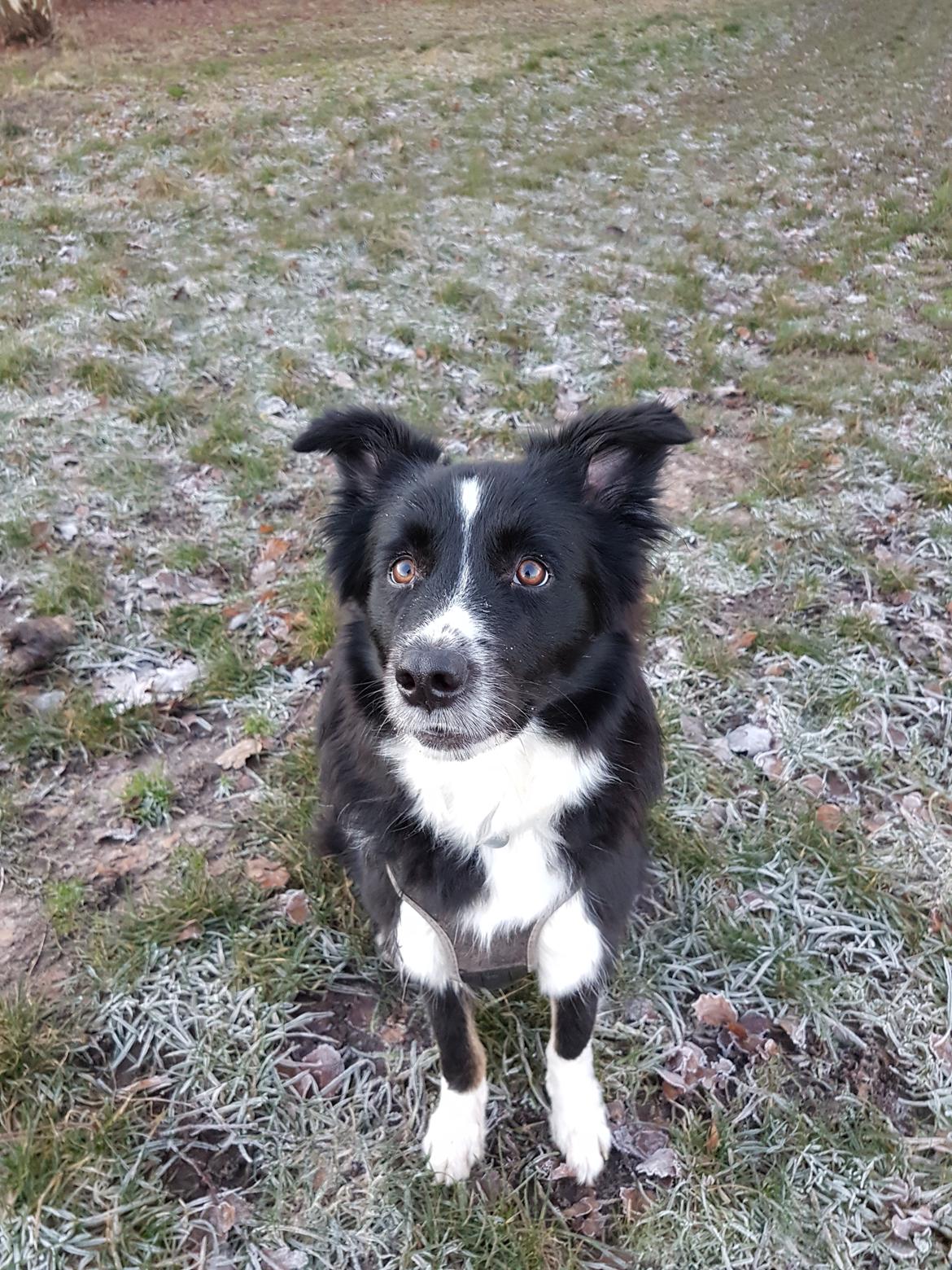 Blanding af racer Abby  billede 29