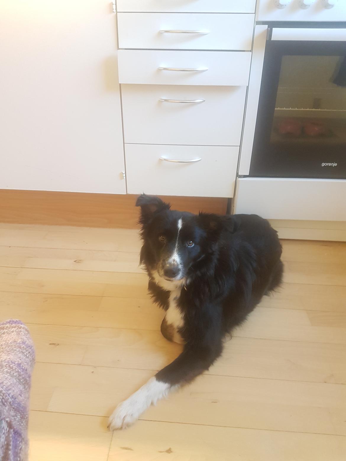 Blanding af racer Abby  billede 30