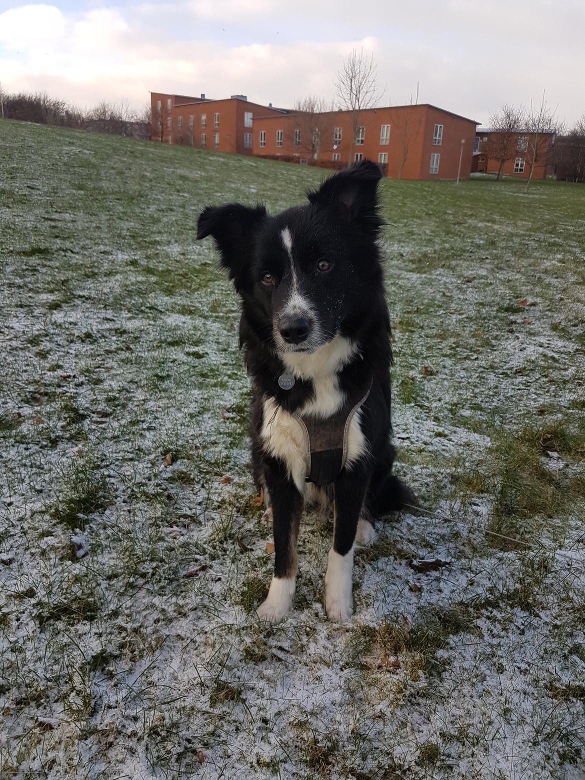 Blanding af racer Abby  billede 31