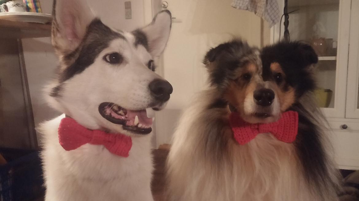 Collie langhåret Zeus billede 4