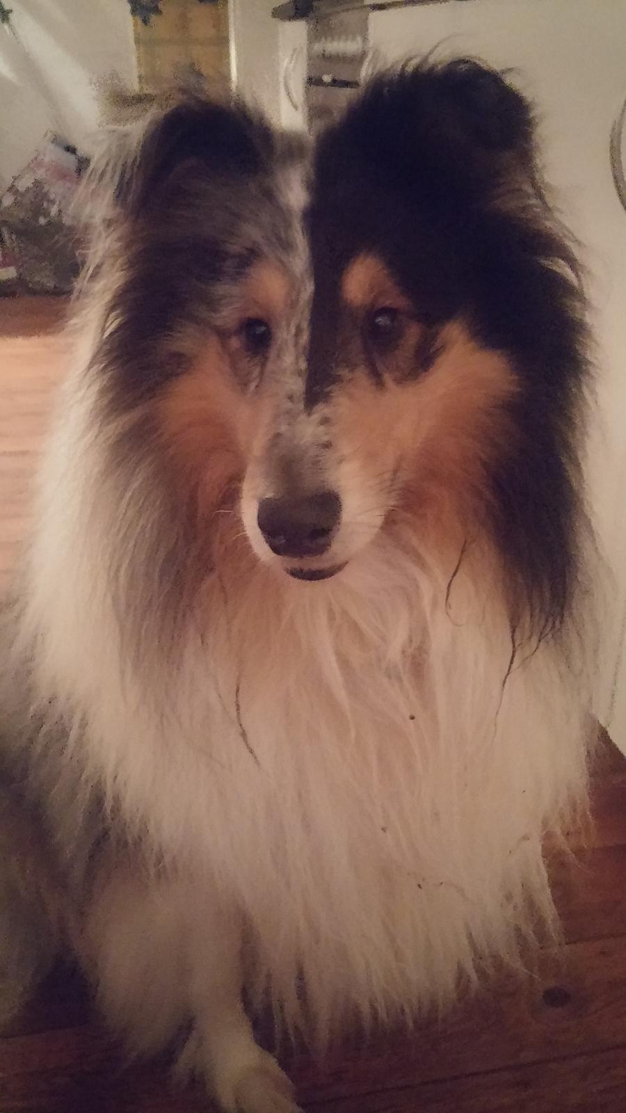 Collie langhåret Zeus billede 1