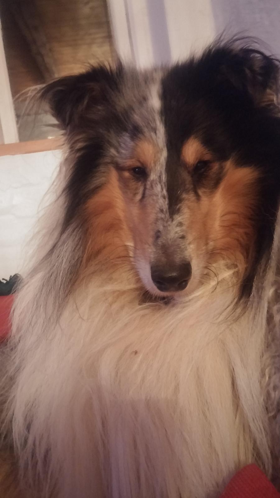 Collie langhåret Zeus billede 3