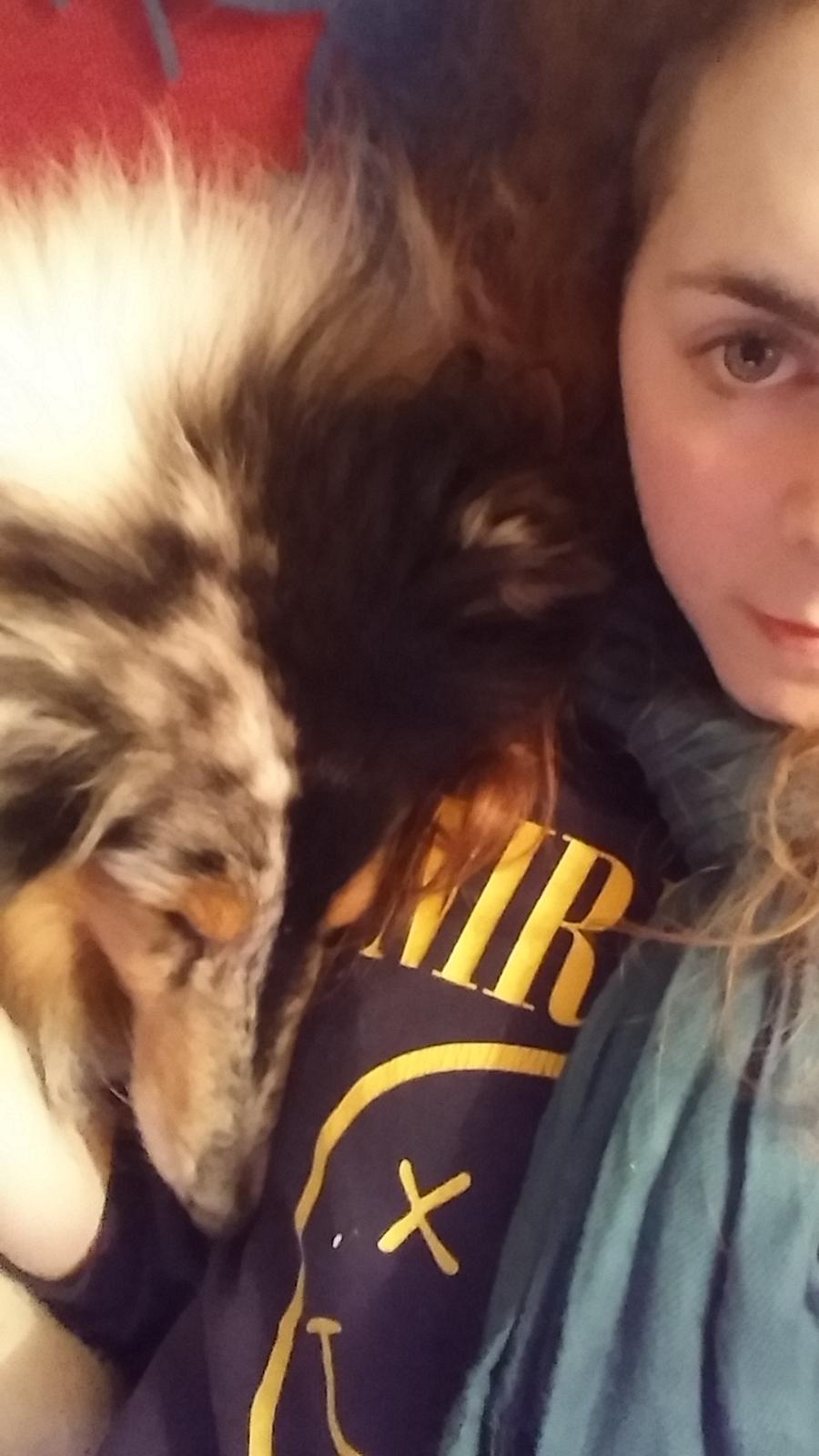 Collie langhåret Zeus billede 2