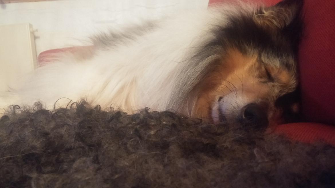 Collie langhåret Zeus billede 6