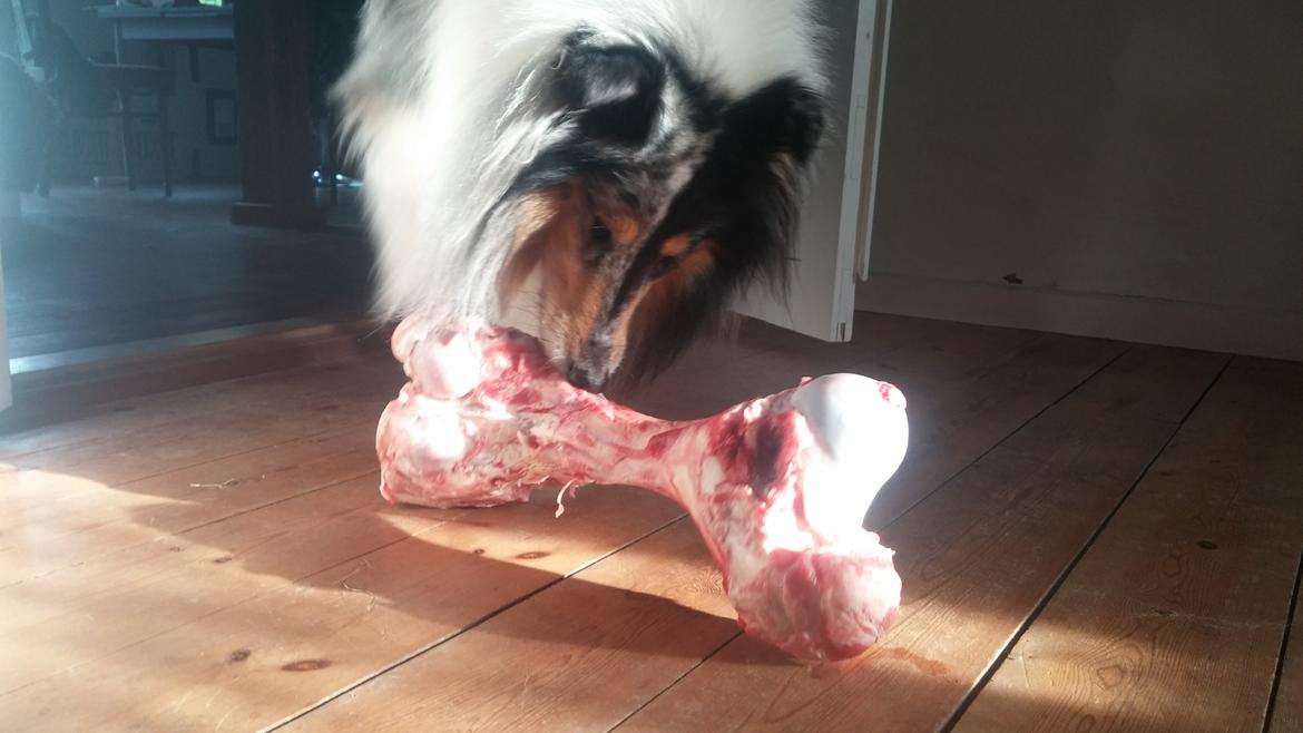 Collie langhåret Zeus billede 7