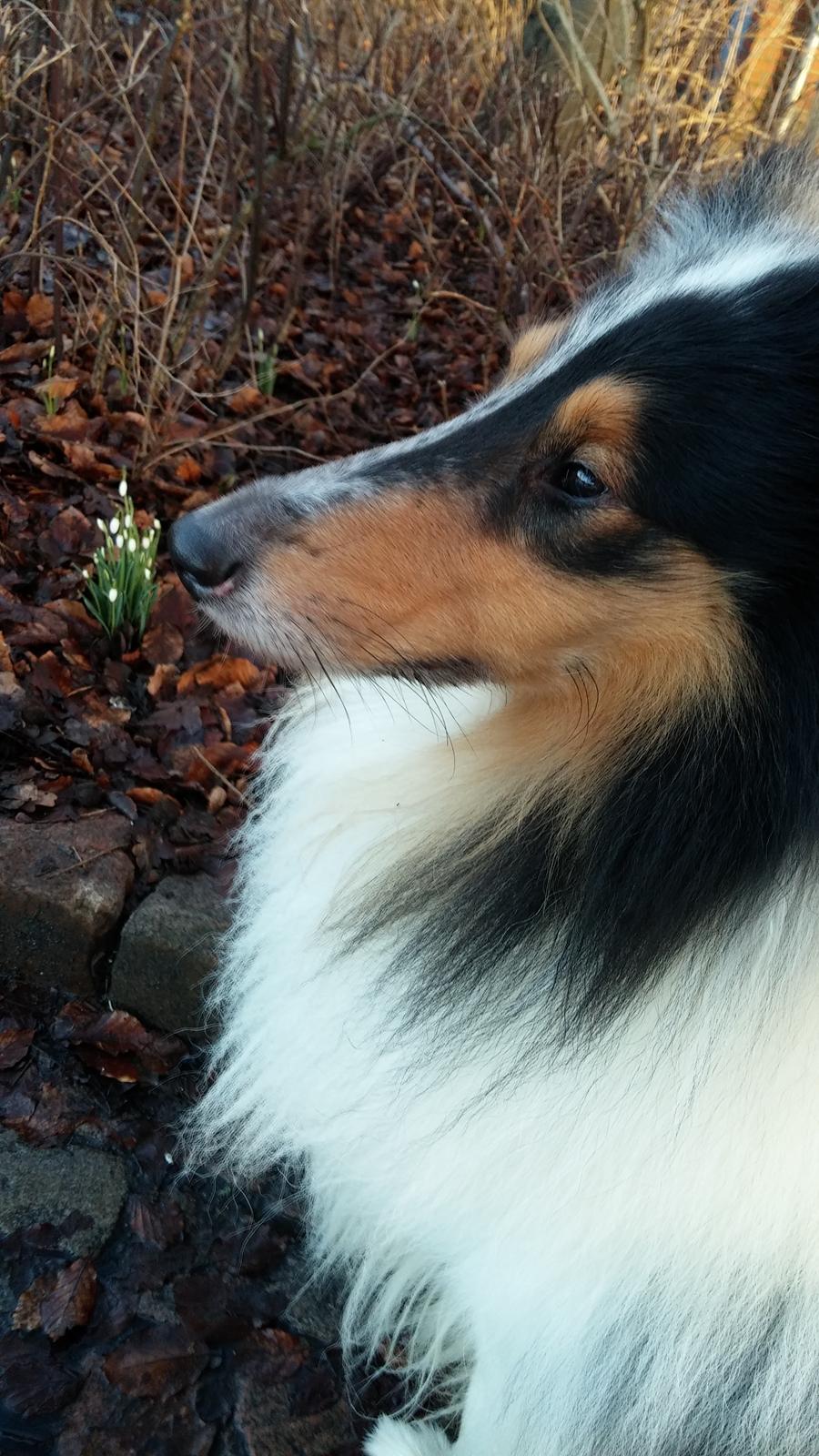 Collie langhåret Zeus billede 5