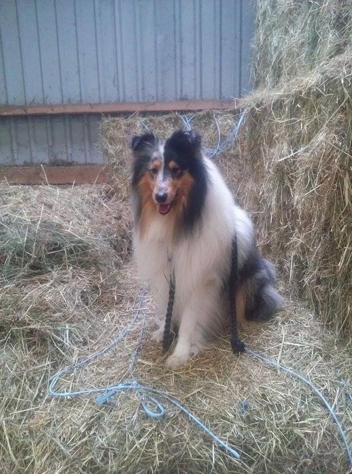Collie langhåret Zeus billede 8