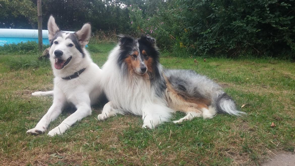 Collie langhåret Zeus billede 17