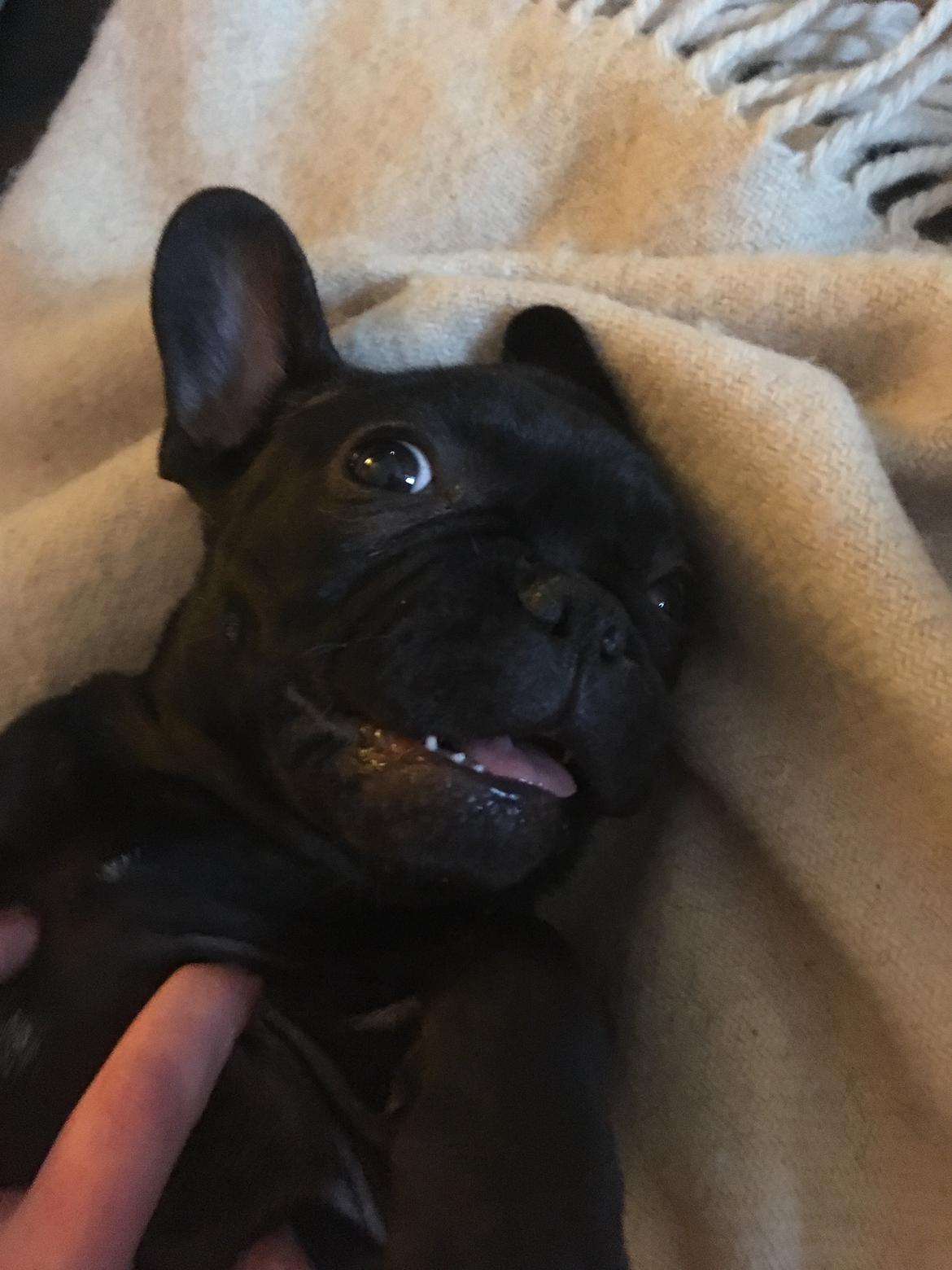 Fransk bulldog *Ingolf* billede 13