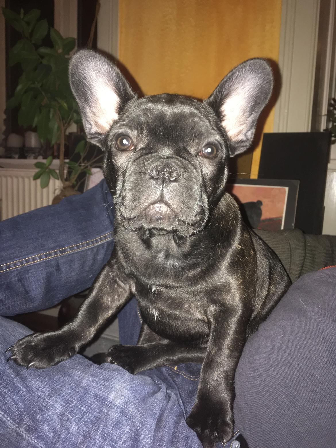 Fransk bulldog *Ingolf* billede 11