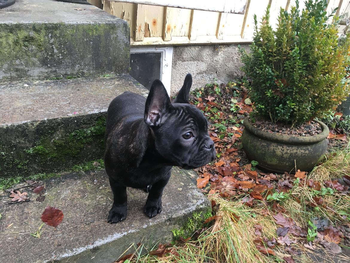 Fransk bulldog *Ingolf* billede 15